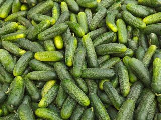 I'm selling Albatros field cucumbers. They're sorted, no creases.