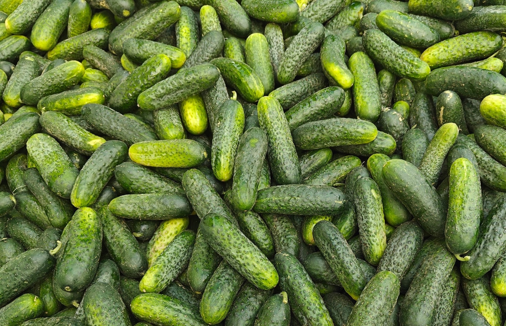 I'm selling Albatros field cucumbers