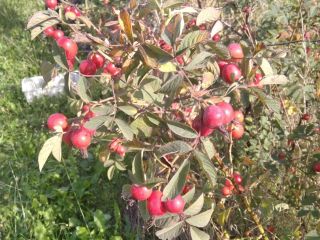 I have approximately 4 tons of Carpathian rose hips