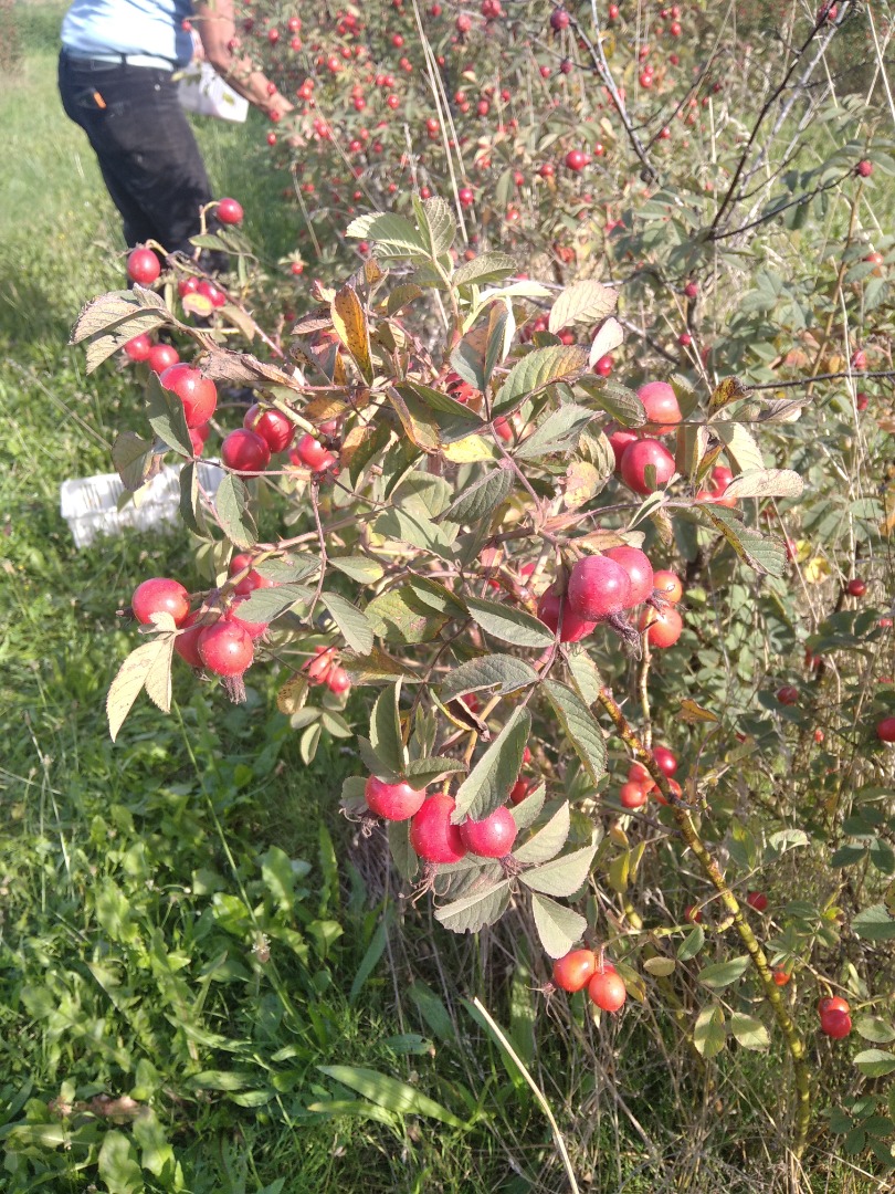 I have approximately 4 tons of Carpathian rose hips for sale