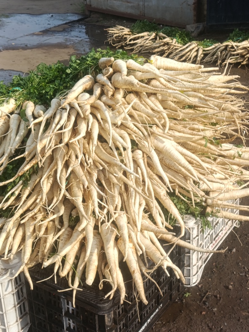 Parsley root affordable price