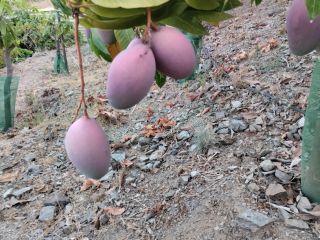 Organic mangoes from the Axarquia region for sale, from