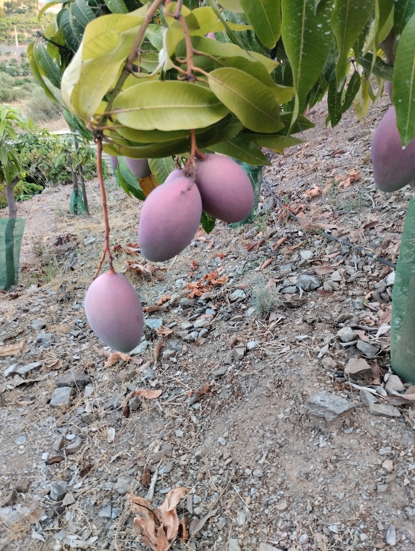 Organic mangoes from the Axarquia region for sale, from tree to table