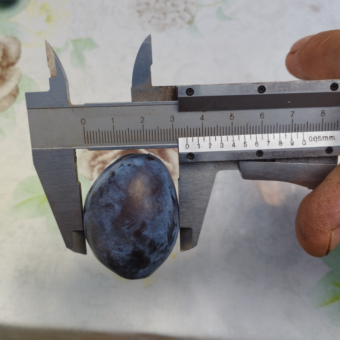 Stanley Plums – 2025 Harvest Available quantity: 20 tons Variety: Stanley Caliber: 30 mm+ Origin: Cantemir, s