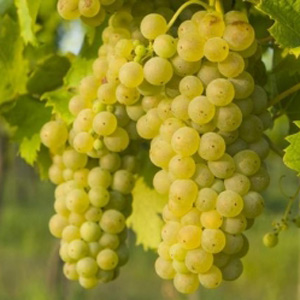 I'm selling wine grapes in bulk in Somogysámson