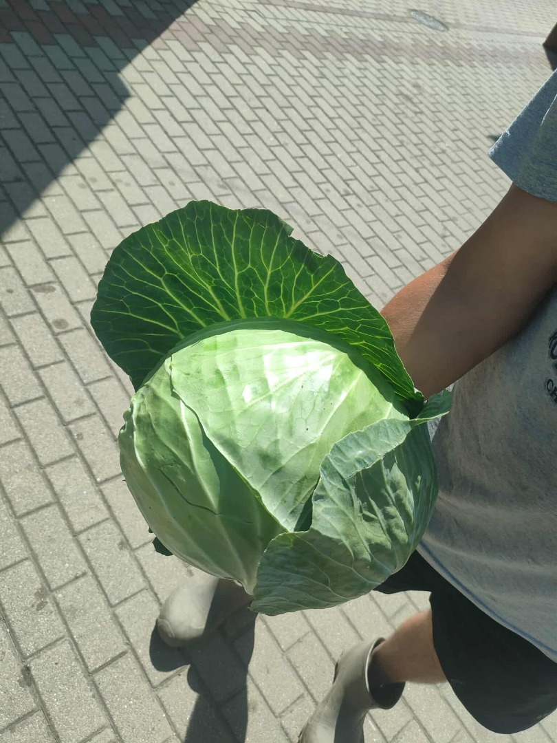 + Possibility to purchase large quantities + Price: PLN 2.3/kg + One head weighs approx