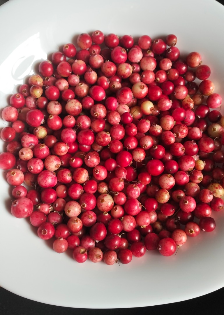 I'm selling fresh bog cranberries, picked to order from the Lublin forests