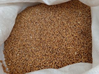5 tons of organic spelt, Franckenkorn, is for sale.