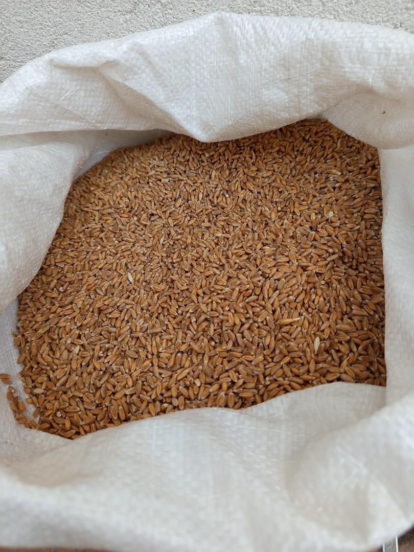 5 tons of organic spelt, Franckenkorn, is for sale
