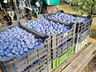 Wholesale plums – directly from the orchard We distribute