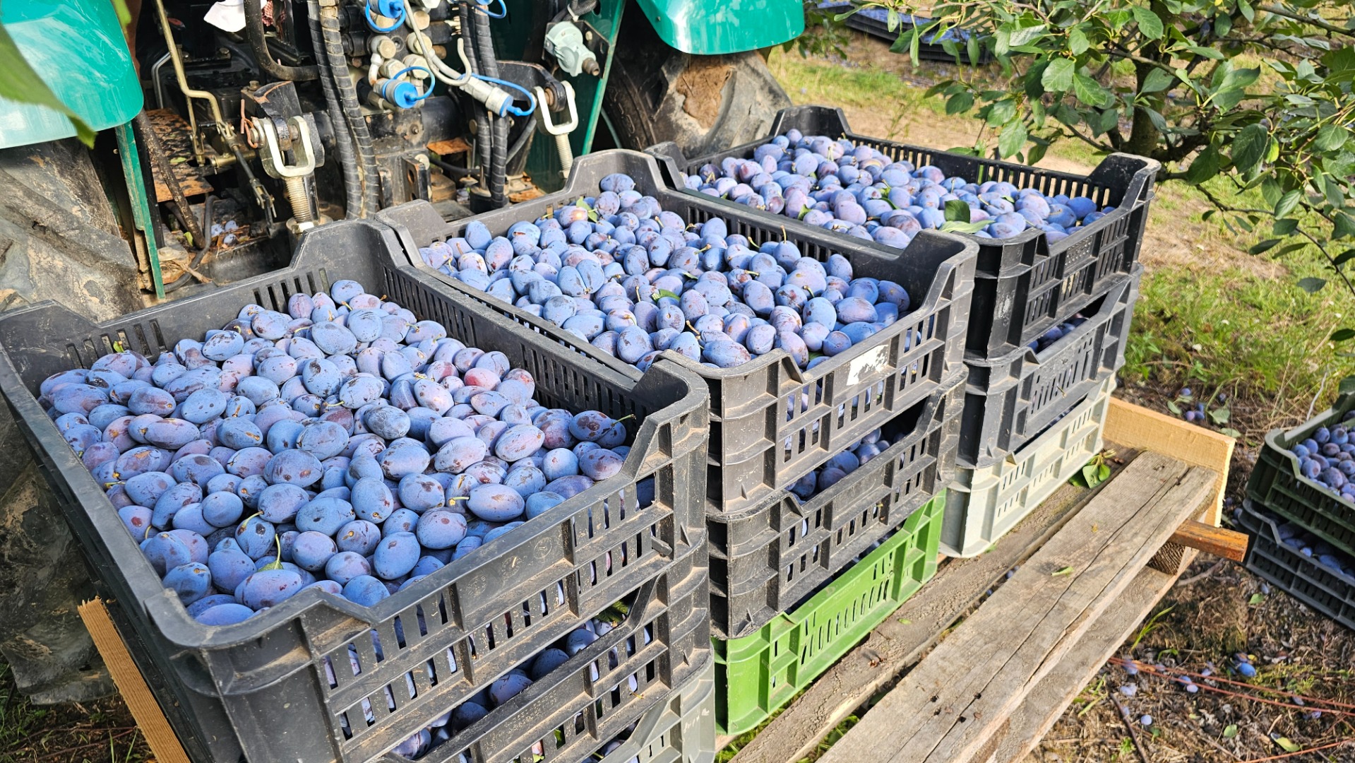 Wholesale plums – directly from the orchard We distribute fresh, quality plums from the orchard at Lake Sânmărghita, Cluj County