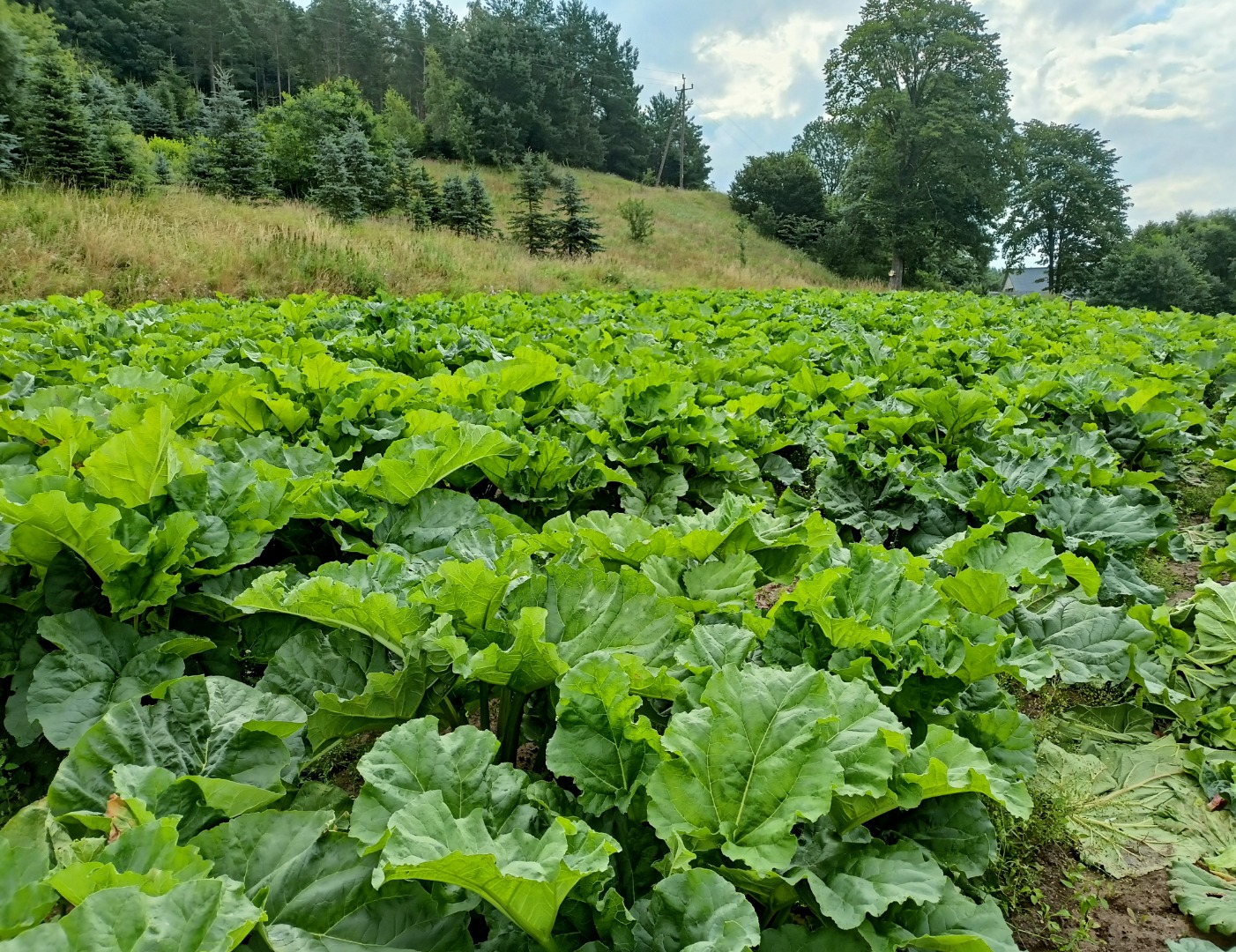 Kashubian Rhubarb, fresh in packages or cut on one or both sides, to order