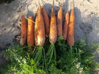 I will sell commercial and industrial carrots of the