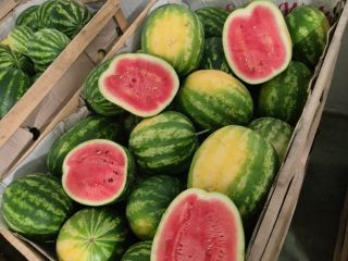 I will sell Polish Watermelon of the Melia variety