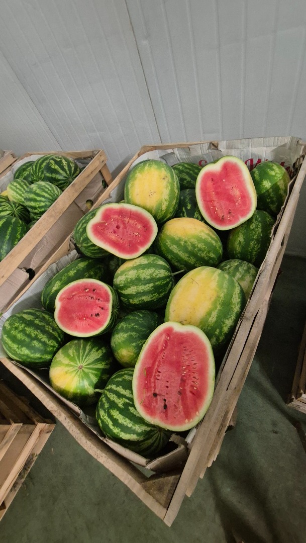 I will sell Polish Watermelon of the Melia variety