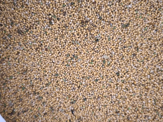 Hello, I am selling white mustard, the Gracja variety,
