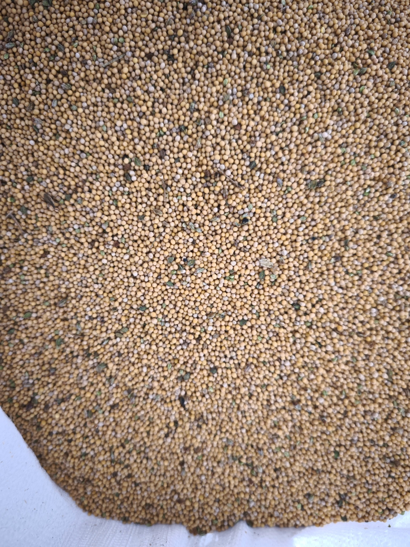 Hello, I am selling white mustard, the Gracja variety, ideal for catch crops, sown this year from the central plant, yield about 1.5 tons per hectare, price 3