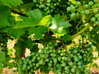 I am selling 330 tons of grapes: 70% red