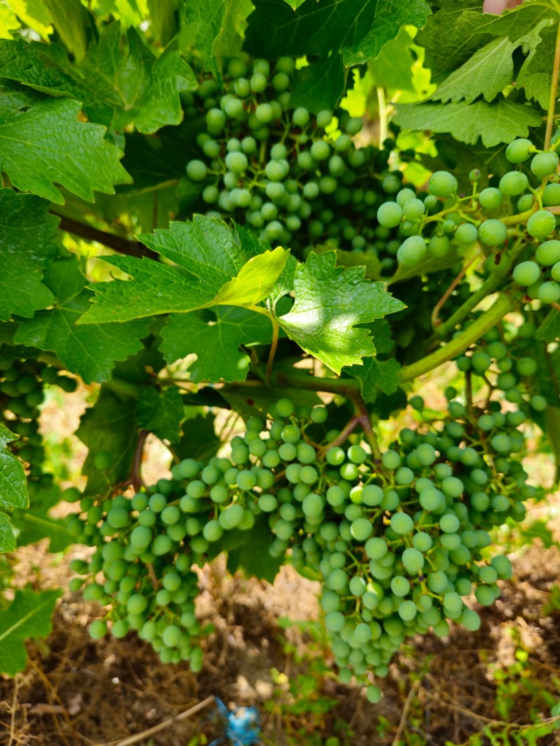 I am selling 330 tons of grapes: 70% red & 30% white, harvested in the Valea Călugărească area, Prahova County