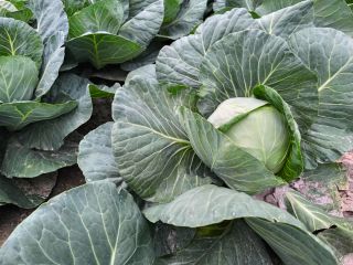 I will sell white cabbage in wholesale quantities