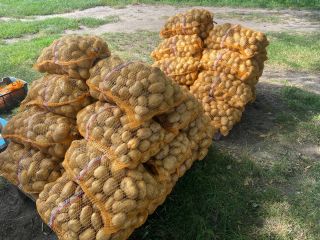 DENAR potatoes, 40 bags of 15 kg each. Unwashed,