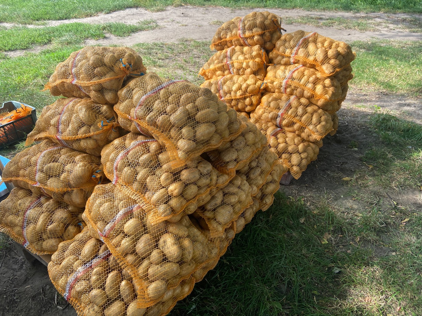 DENAR potatoes, 40 bags of 15 kg each