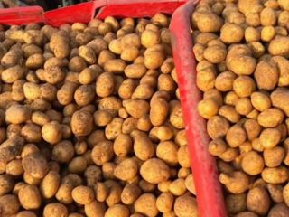 Potatoes are sold for €0.30 per kg. We come