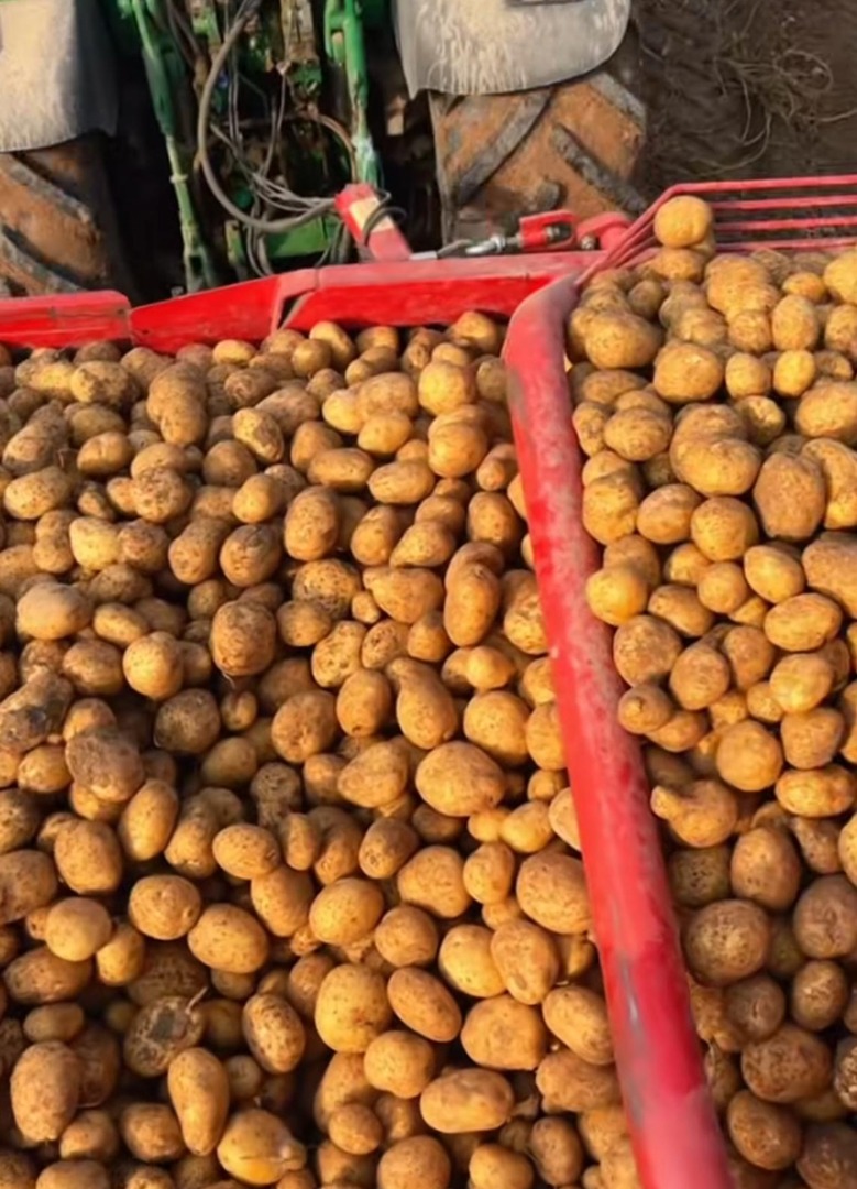 Potatoes are sold for €0.30 per kg
