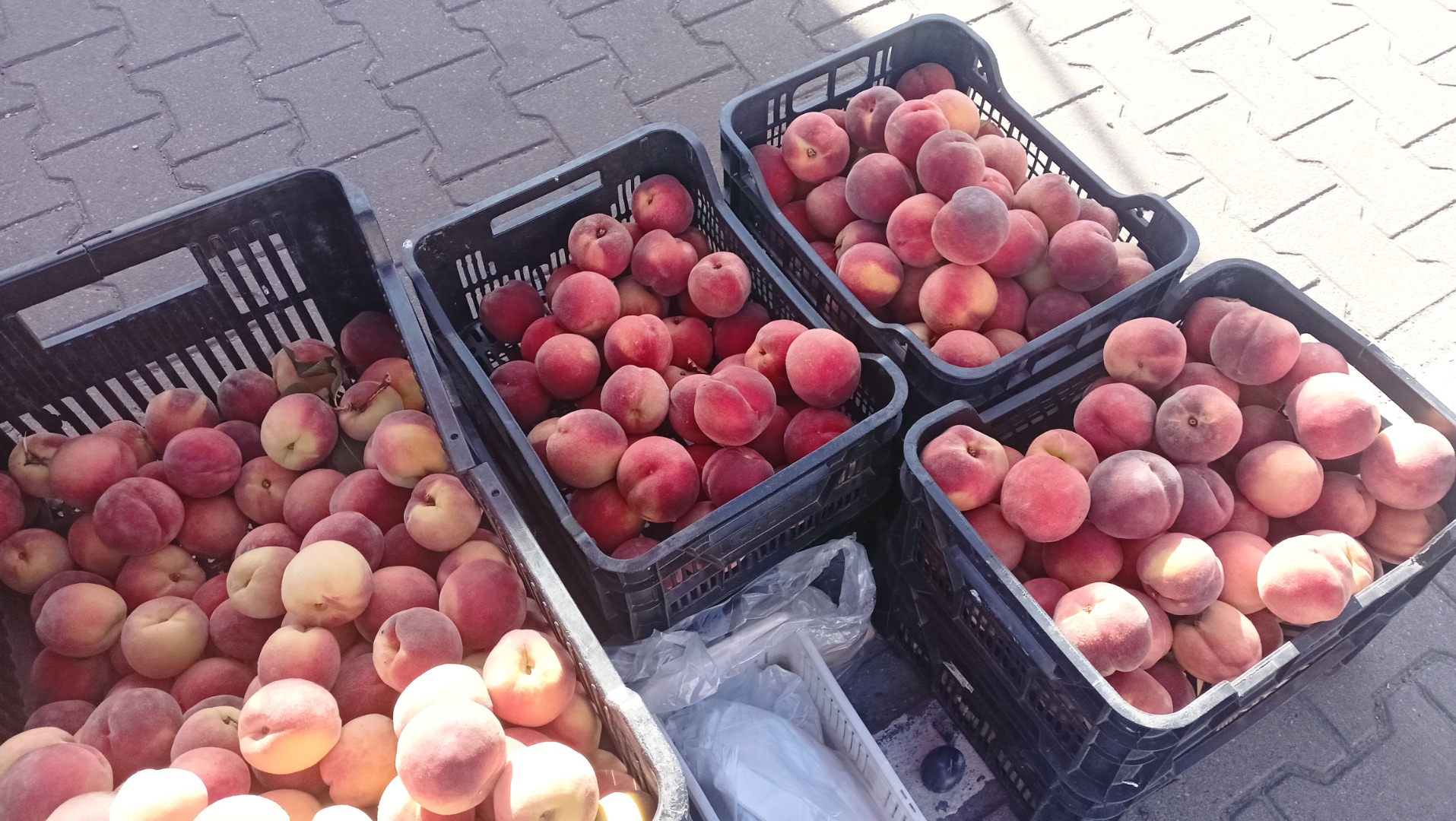 Fresh, sweet, juicy peaches straight from the orchard – large quantities at a great price! For more information, please contact us at