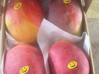 Mango świeże gotowe do spożycia importowane z Egiptu do