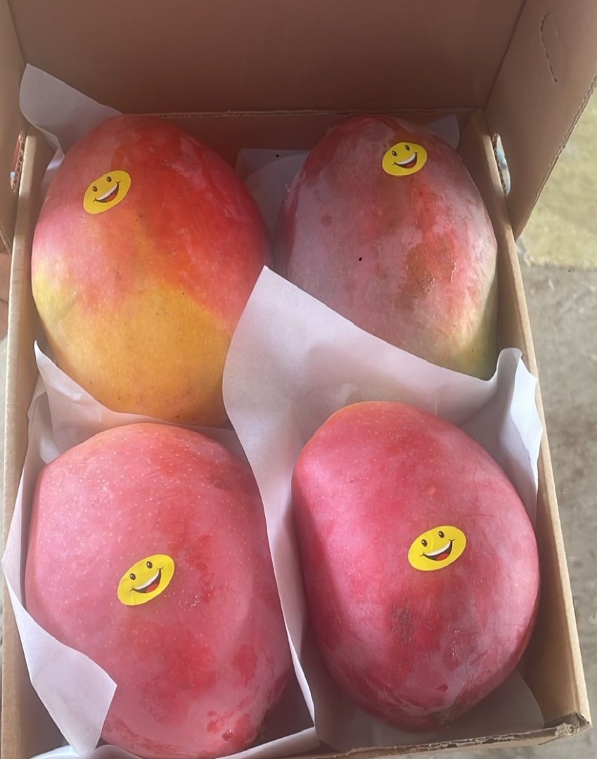 Mango świeże gotowe do spożycia importowane z Egiptu do Rumunii różne odmiany Na świeży sok lub do spożycia Oferujemy wszystkie niezbędne certyfikaty Nexora3