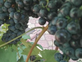 Own vineyard Variety -Burgundy