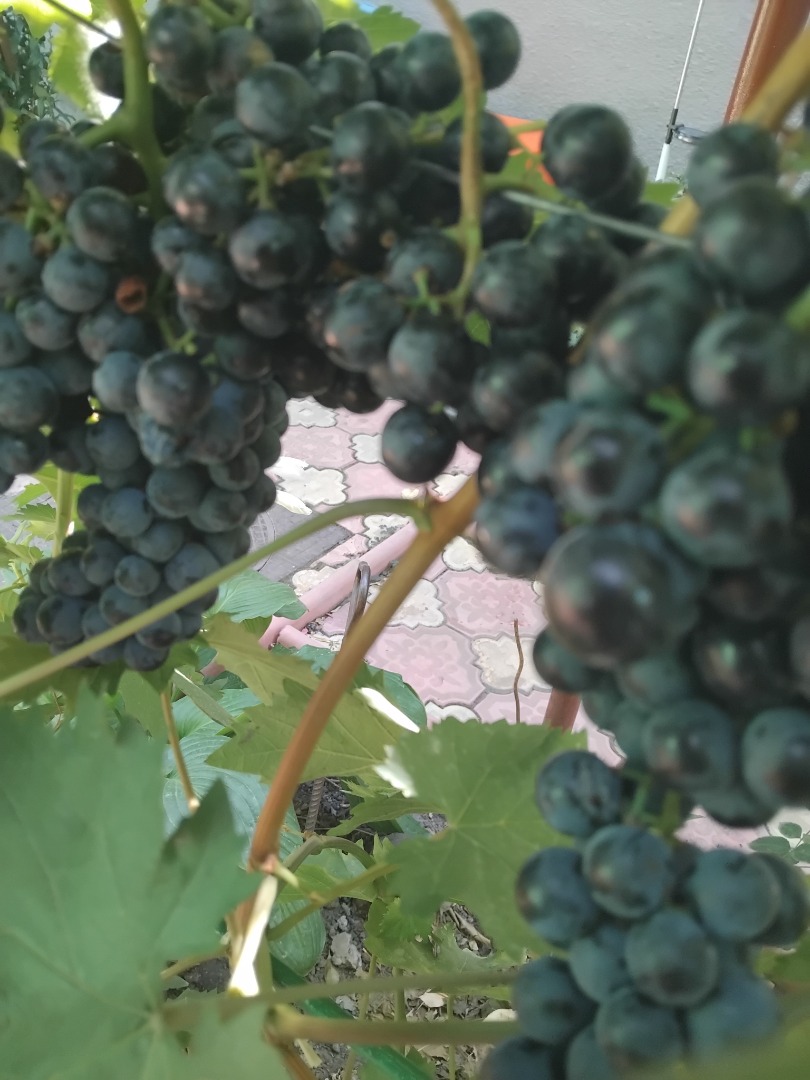 Own vineyard Variety -Burgundy