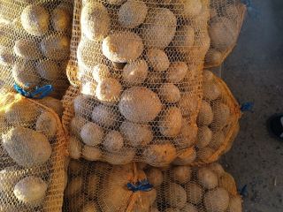 I will sell potatoes of the Vineta variety, very