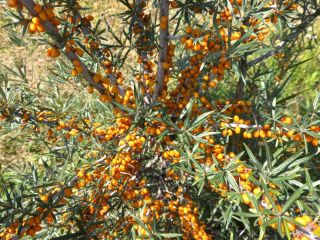 Sea buckthorn, Clara and Mara varieties. Frozen condition.