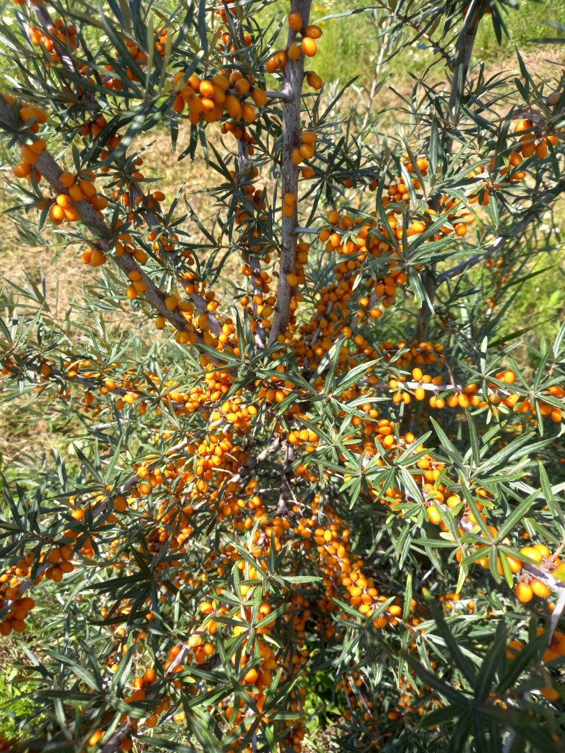 Sea buckthorn, Clara and Mara varieties