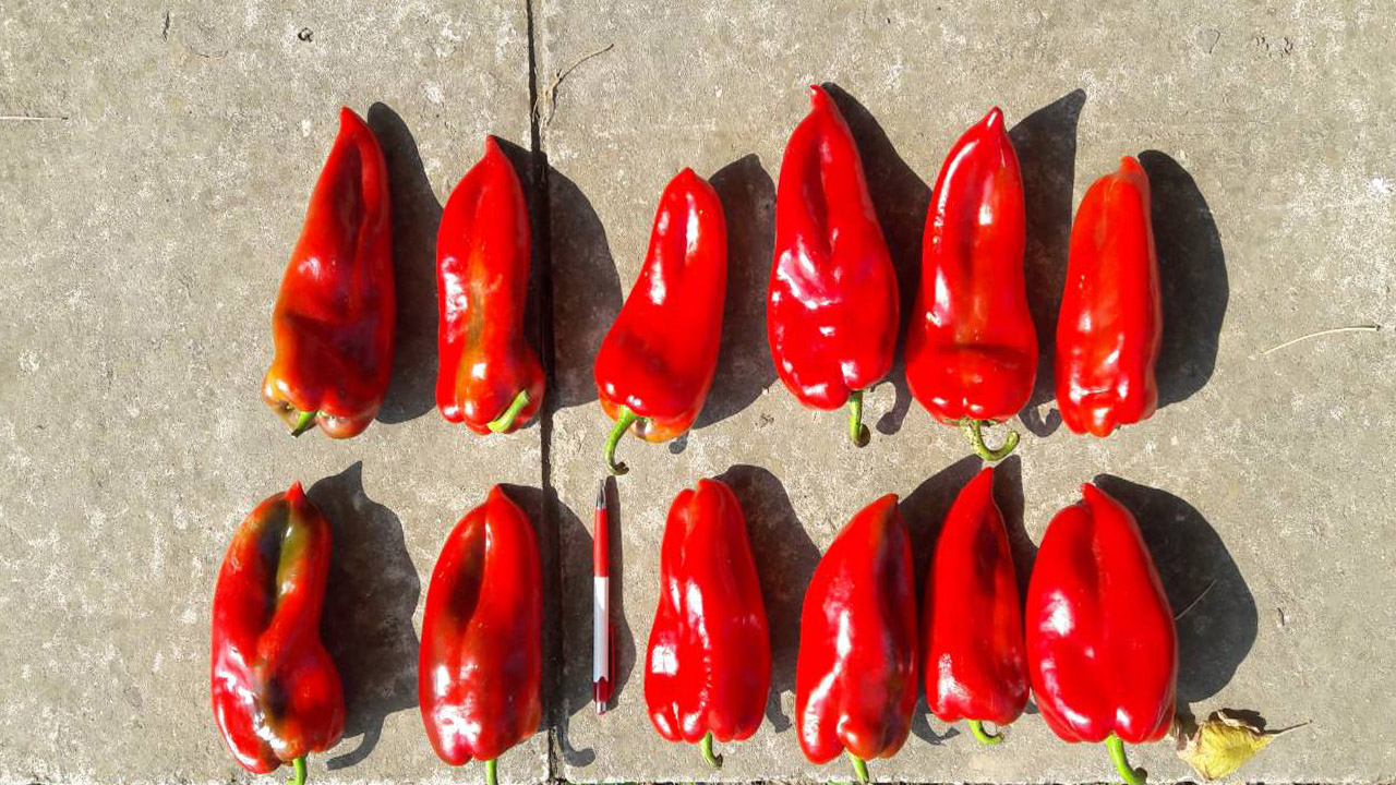 Offer of fresh vegetables Red peppers