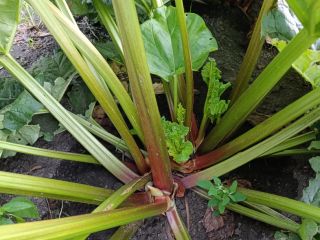 We sell Goliath rhubarb. Delivery to Germany is possible.