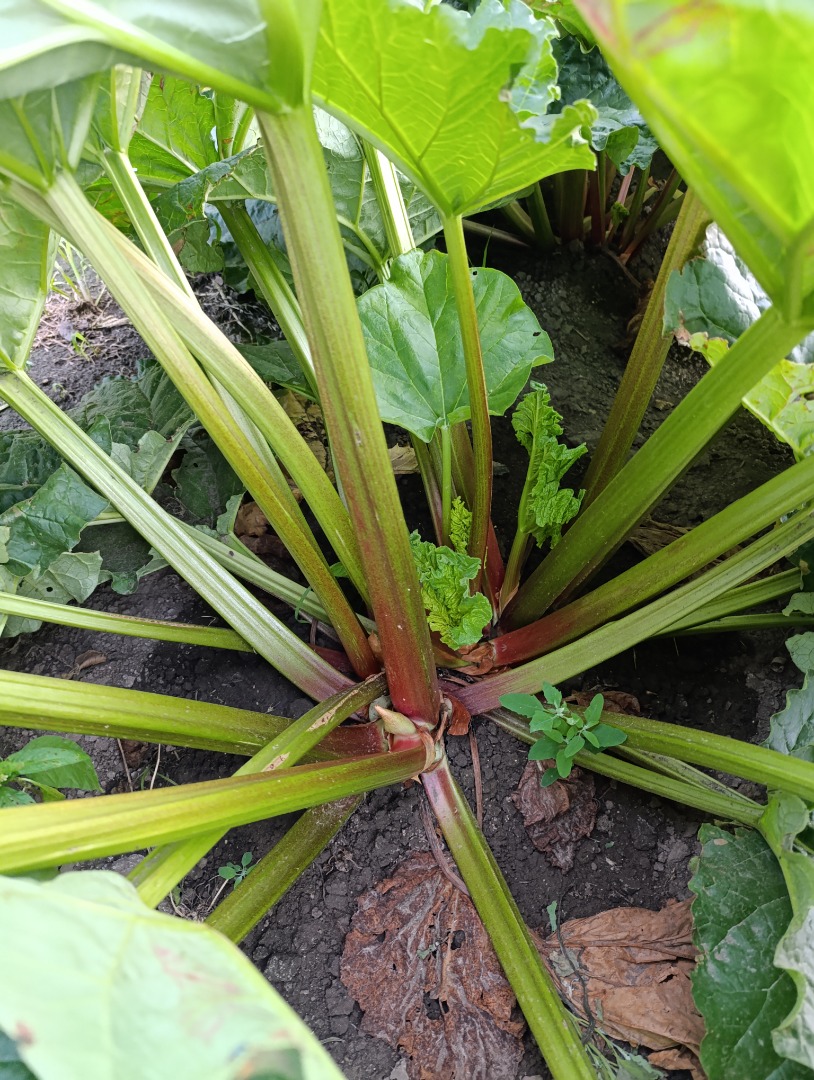 We sell Goliath rhubarb
