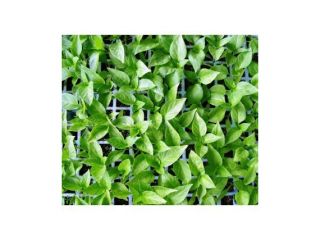 Peppermint seedlings and plants for sale, ready for transplanting.