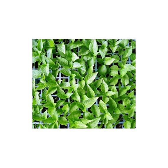 Peppermint seedlings and plants for sale, ready for transplanting