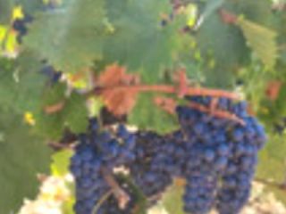 Very high-quality, healthy, and high-alcohol grapes are sold in
