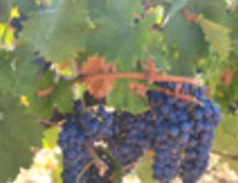 Very high-quality, healthy, and high-alcohol grapes are sold in the Altomira Valley (Cuenca) for winemaking