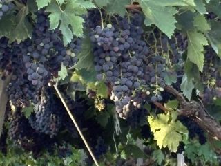 Grapes for sale. Various varieties: Montepulciano, Lambrusco, Pizzutella, and