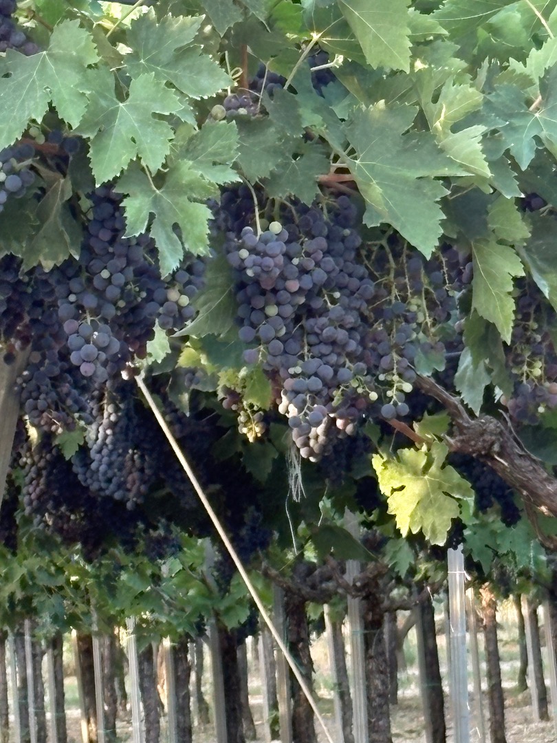 Grapes for sale