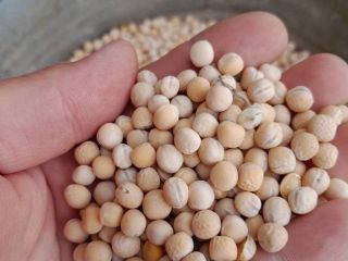 I'm selling Astronaute spring peas from this year's harvest