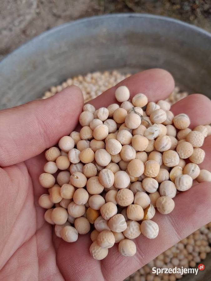 I'm selling Astronaute spring peas from this year's harvest (2025)