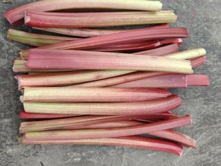 I have two varieties of freshly harvested rhubarb for