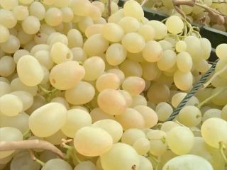 I am selling a large quantity of excellent and