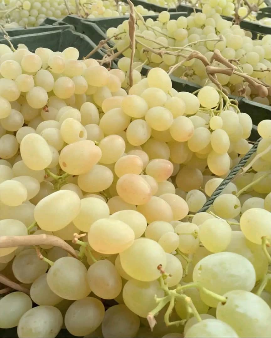 I am selling a large quantity of excellent and high-quality grapes of the famous Muska variety in Algeria and North Africa